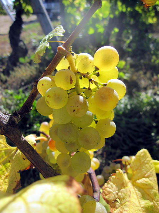 Domaine Pascal BONHOMME à Viré-Clessé